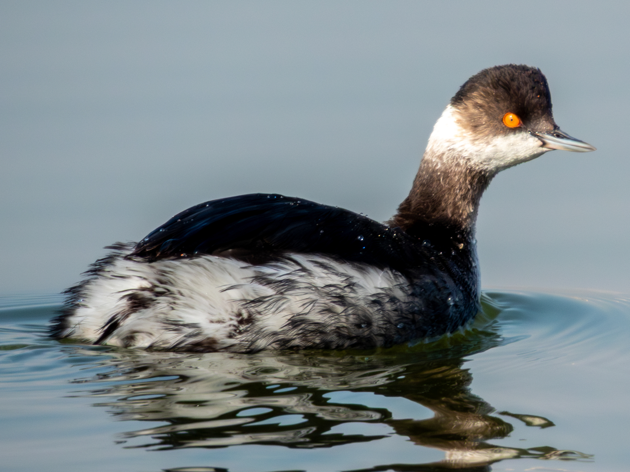 Black-necked Grebe