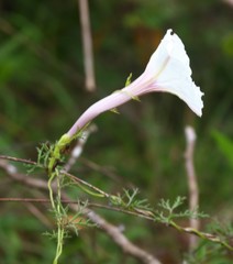 Ipomoea diversifolia