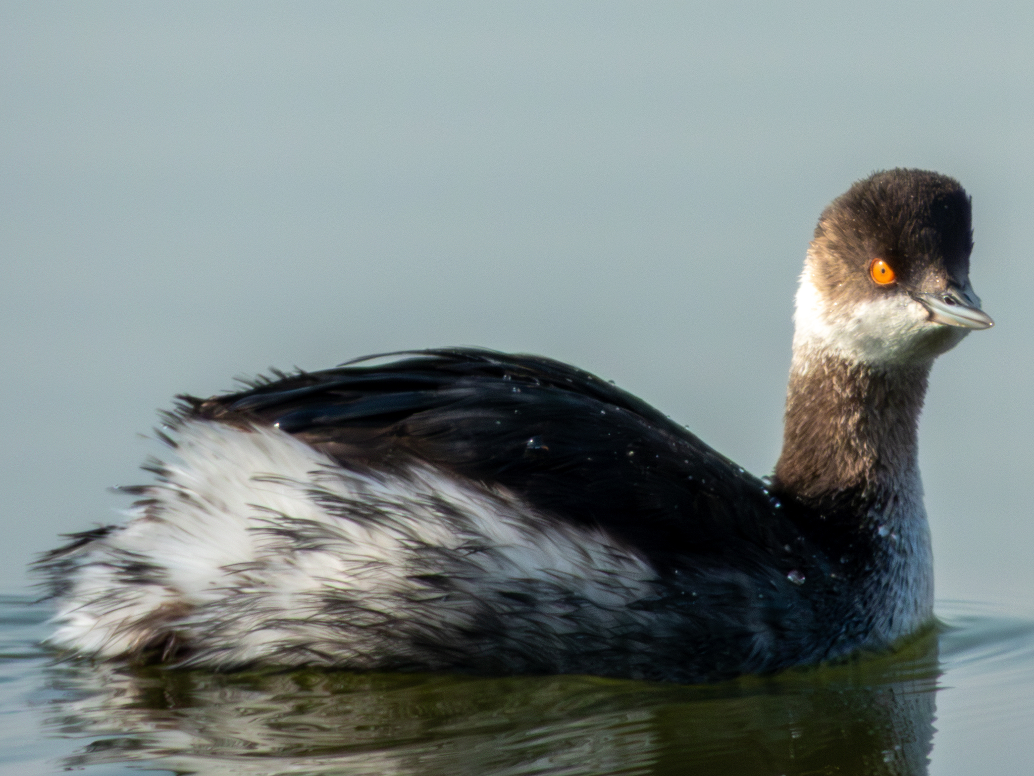 Black-necked Grebe