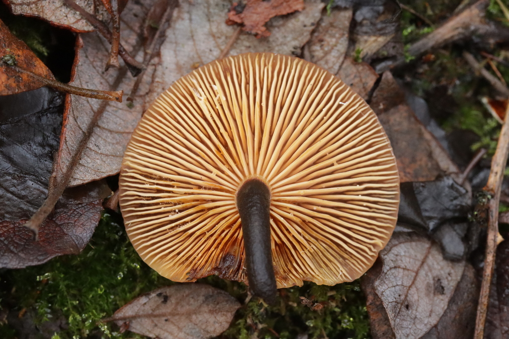 Flammulina elastica · December 2025 · photo: © bjoerns (iNaturalist, cc-by)