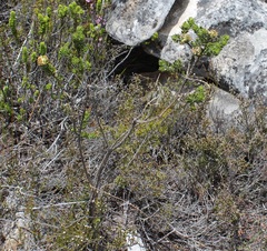 Aspalathus securifolia