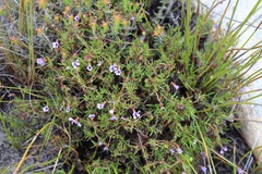 Viola decumbens scrotiformis