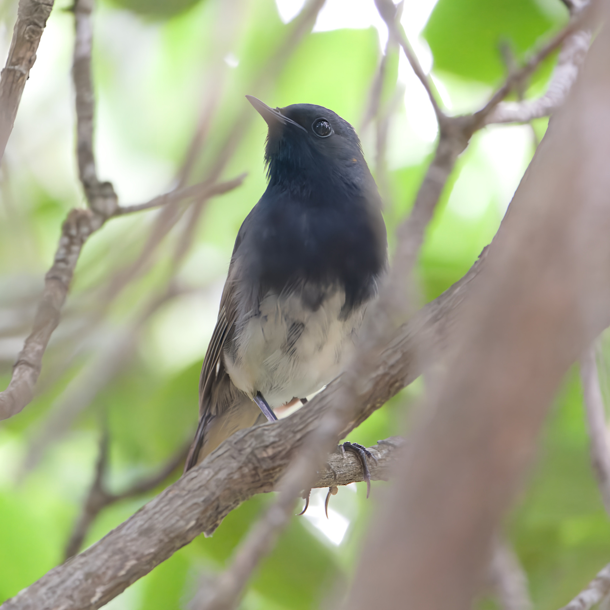Blackthroat