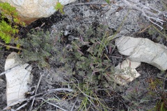 Indigofera pilgeriana