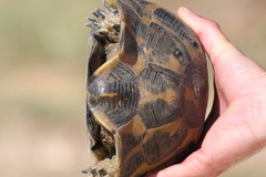 Testudo graeca terrestris