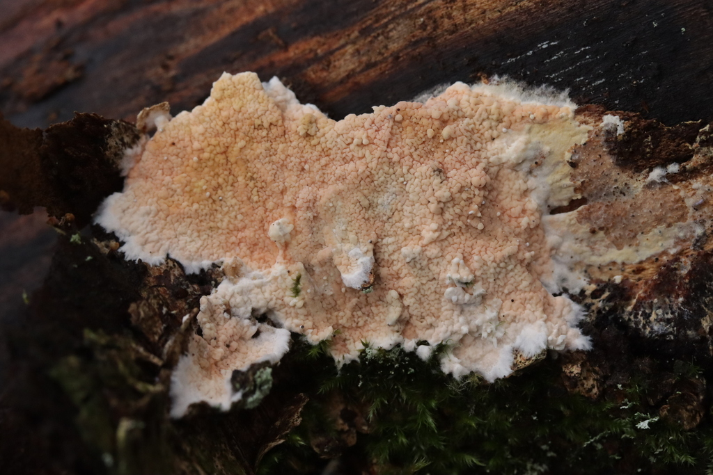 Crystallicutis serpens · December 2025 · photo: © bjoerns (iNaturalist, cc-by)
