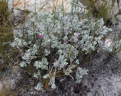 Podalyria hirsuta