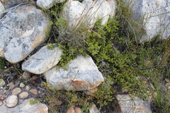 Aspalathus cliffortioides