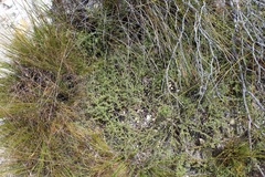 Aspalathus juniperina juniperina