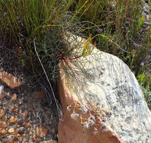Image of Serruria williamsii by (c) Brian du Preez, some rights reserved (CC BY-SA)