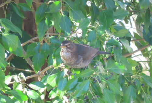 Amsel