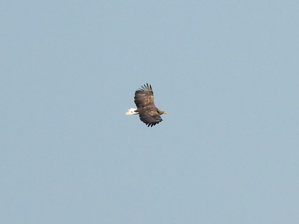 White-tailed Eagle