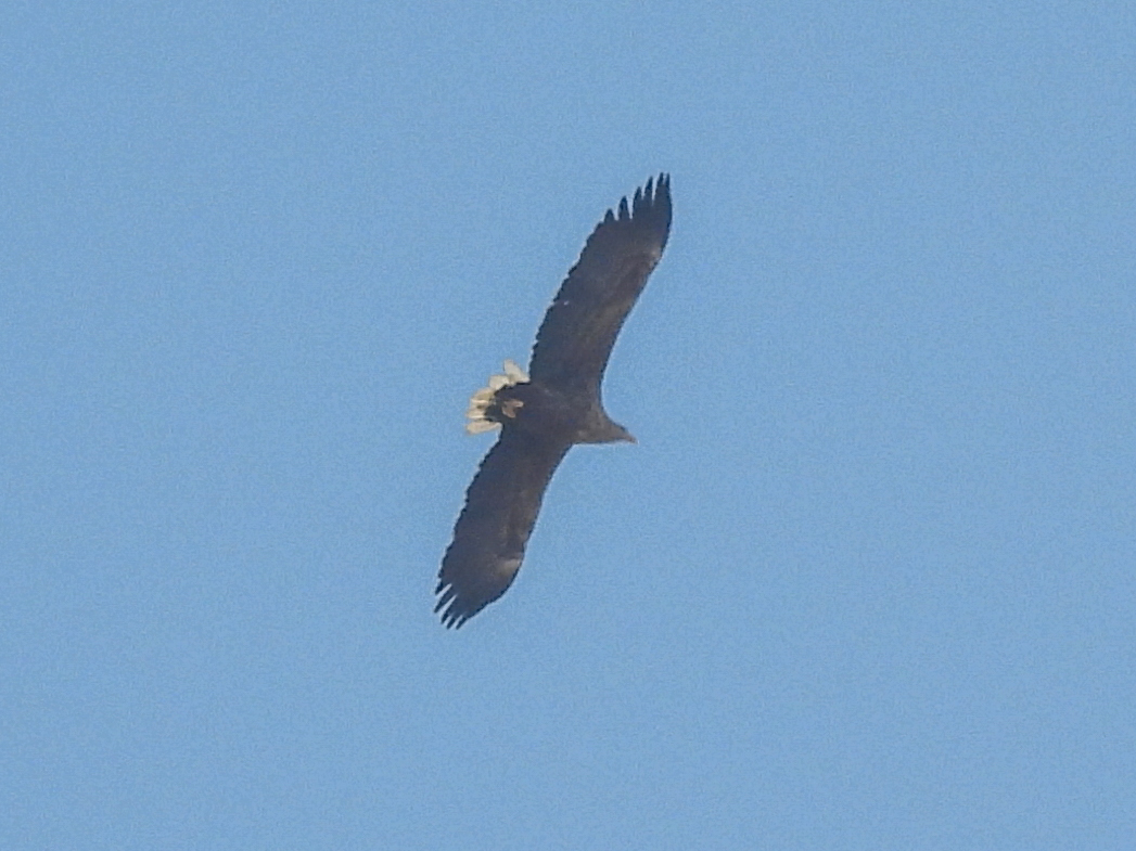 White-tailed Eagle