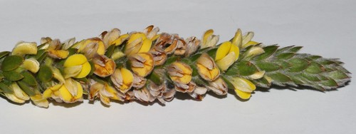 Image of Rod Capegorse by (c) Brian du Preez, some rights reserved (CC BY-SA)