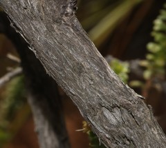 Aspalathus burchelliana