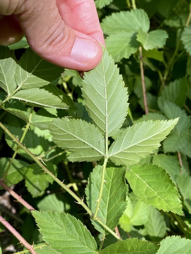 Arizona dewberry (Rubus arizonensis)