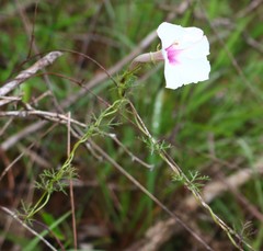 Ipomoea diversifolia