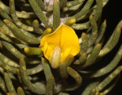 Aspalathus burchelliana