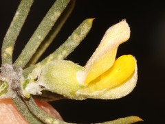 Aspalathus burchelliana