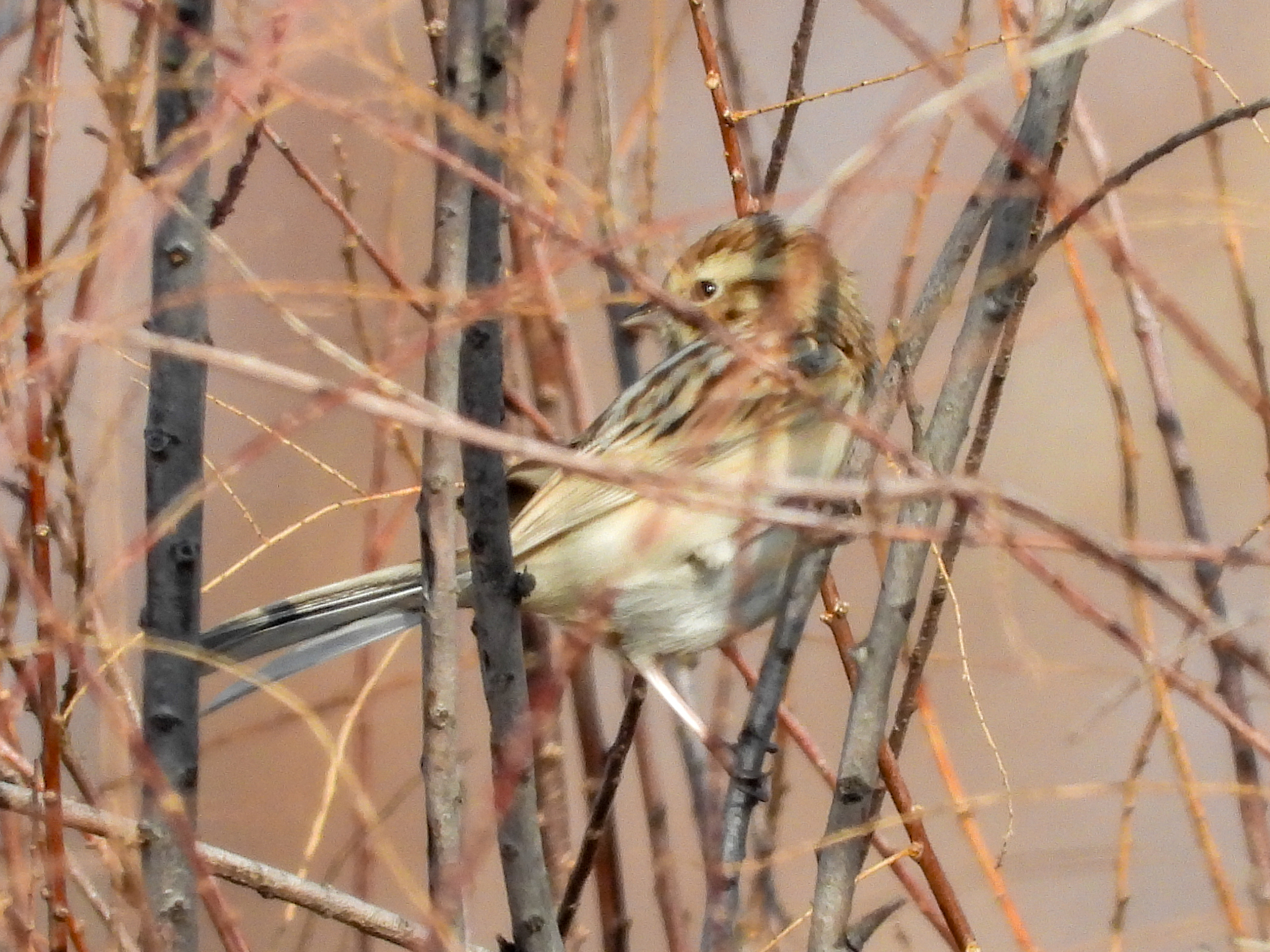 Pallas's Reed Bunting