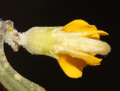 Aspalathus burchelliana