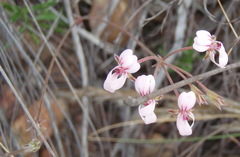 Pelargonium gracillimum