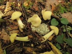 Cuphophyllus angustifolius