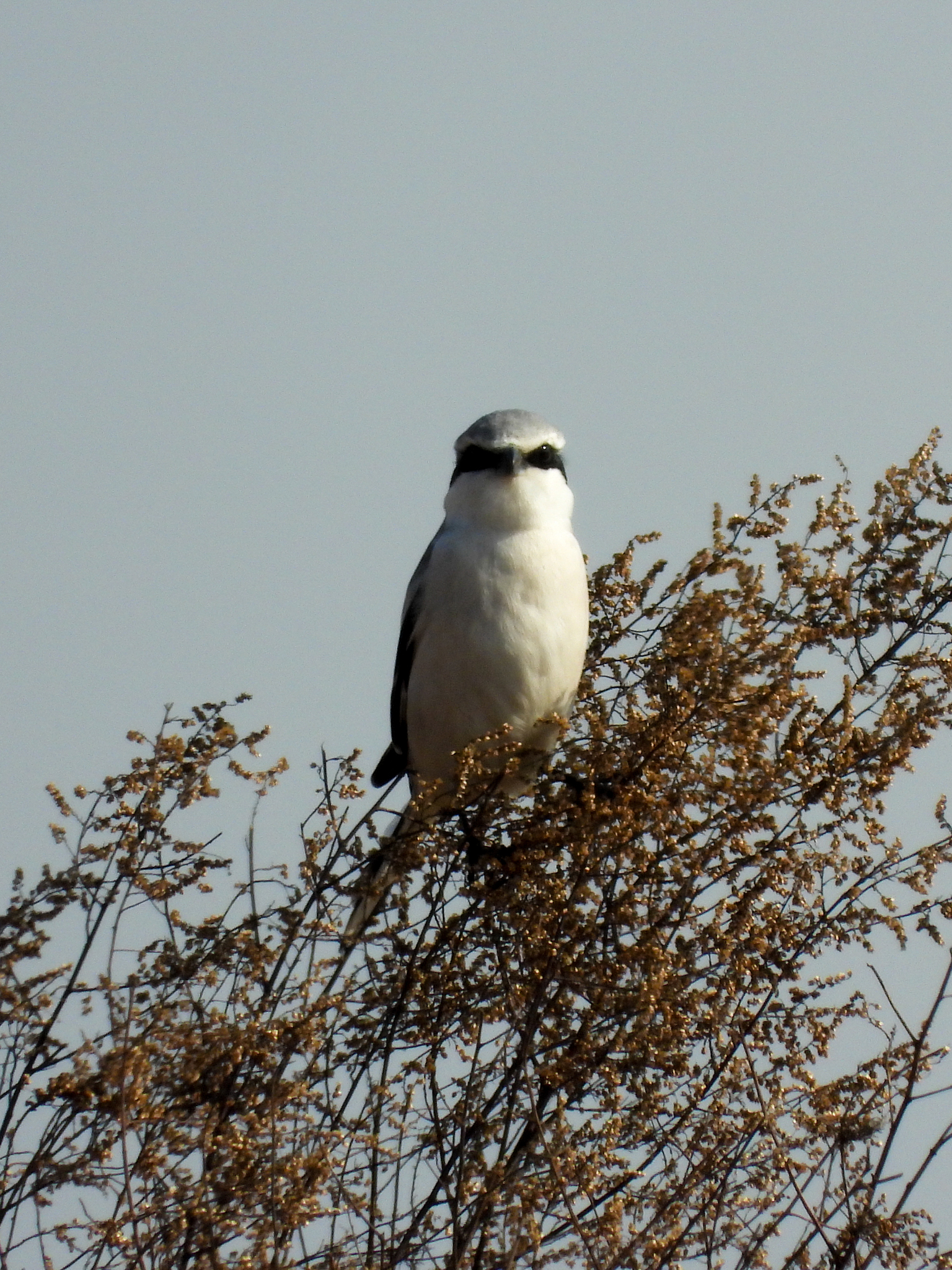 Chinese Grey Shrike