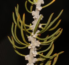 Aspalathus burchelliana