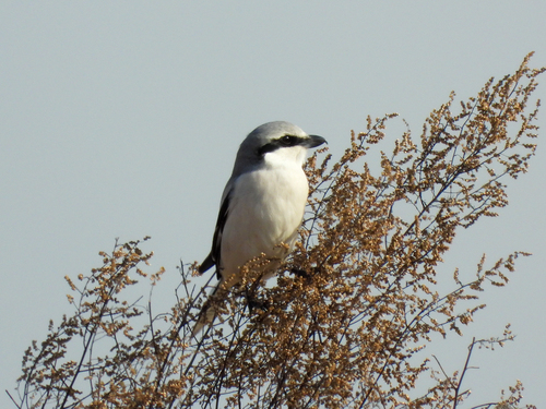 Chinese Grey Shrike (Lanius sphenocercus), photo 10