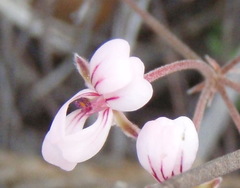 Pelargonium gracillimum