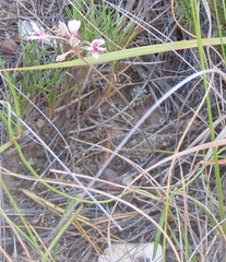 Pelargonium gracillimum