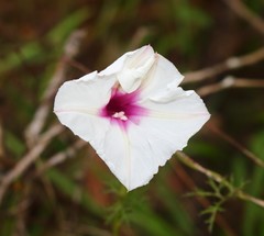 Ipomoea diversifolia