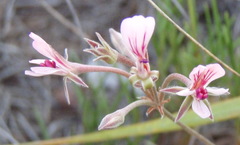 Pelargonium gracillimum