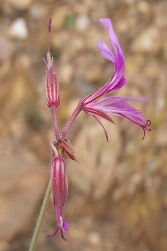 Branching Storksbill