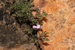 Indigofera pilgeriana