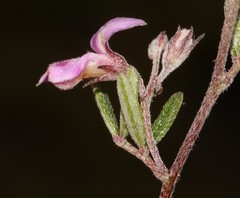 Indigofera pilgeriana