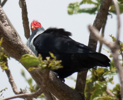 Alectroenas pulcherrimus