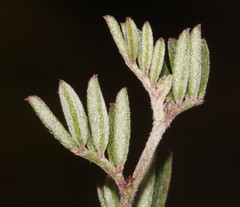 Indigofera pilgeriana
