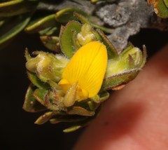 Aspalathus securifolia