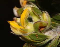 Aspalathus securifolia