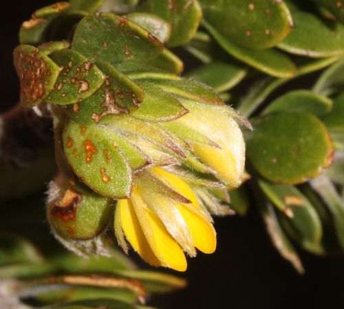 Image of Aspalathus securifolia by (c) Brian du Preez, some rights reserved (CC BY-SA)