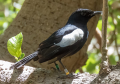 Copsychus sechellarum