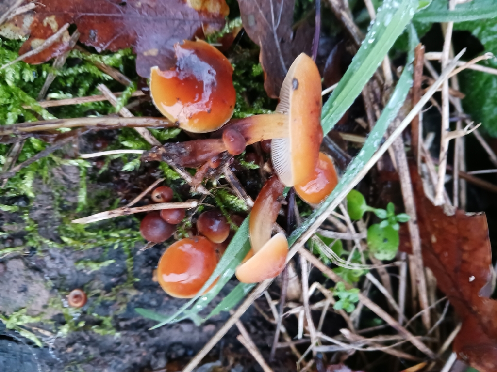 Flammulina velutipes · December 2025 · photo: © mangoblatt (iNaturalist, cc0)