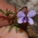 Cape Violet With Balls - Photo (c) Brian du Preez, some rights reserved (CC BY-SA), uploaded by Brian du Preez