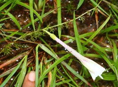 Ipomoea diversifolia