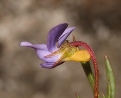 Viola decumbens scrotiformis