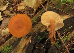 Lactarius subserifluus