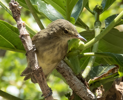 Acrocephalus sechellensis