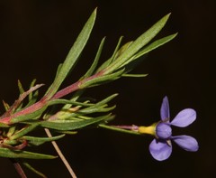 Viola decumbens scrotiformis